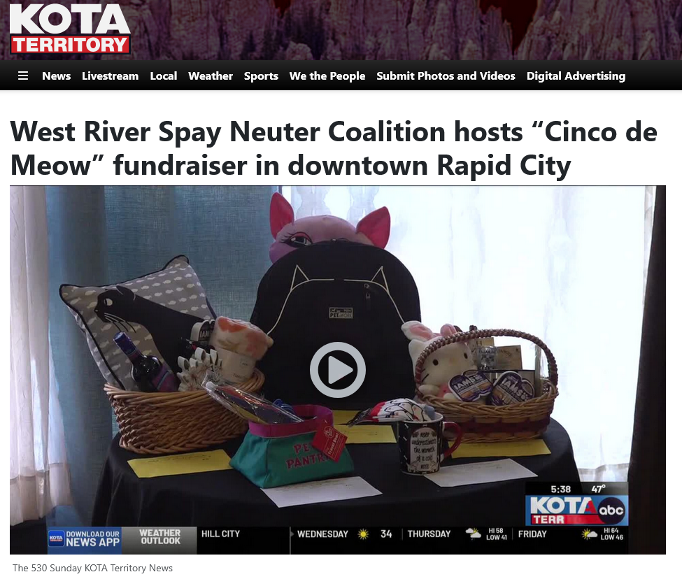 kota article on Cinco de Meow