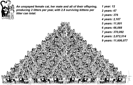 Cat Reproduction Pyramid